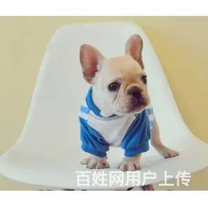 出售血统纯种法国斗牛犬狗狗奶油白色黑白黑法牛 - 图片 1
