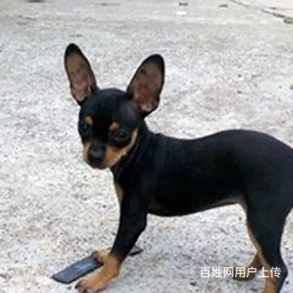 宿迁本地到哪可以买小鹿犬 咨询小鹿犬市场价格 - 图片 1