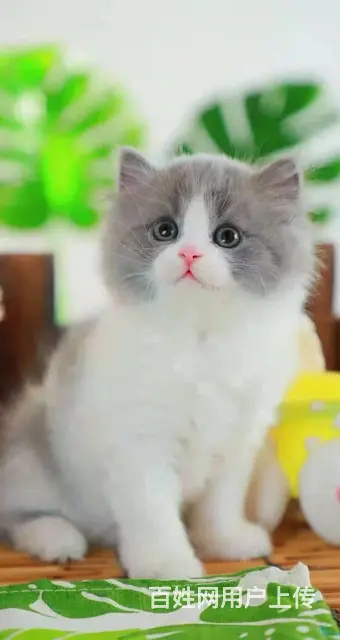 湖州一只蓝猫多少钱, 公母都有 - 图片 2