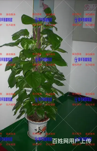 厦门绿植租赁的优势 - 图片 2