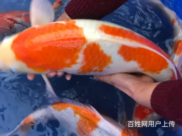 苏州渔乐日本锦鲤养殖场 - 图片 5