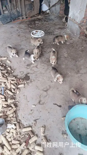 喜欢柯基幼犬的价格面议，等你啊 - 图片 3