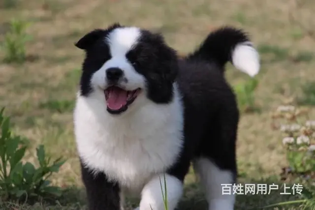 纯种边牧 七白到位 通脖通缝 带证书芯片 质量三包 - 图片 1