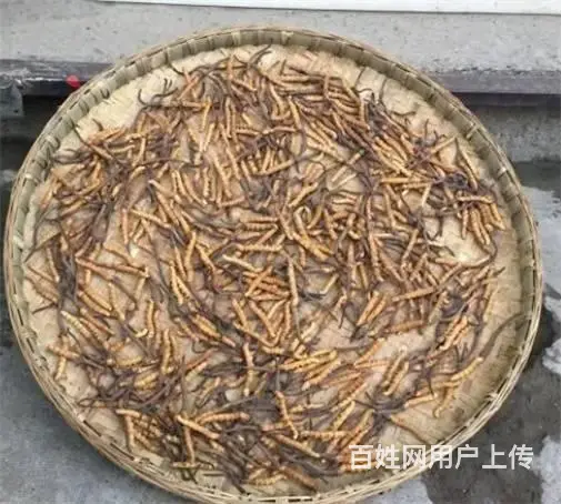 荔湾虫草回收价格前景-荔湾虫草回收行情了解 - 图片 11