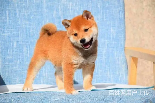 纯种日本柴犬多少钱 北京哪里有卖柴犬 纯种柴犬价格 - 图片 1