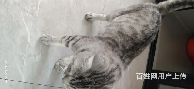 虎皮猫 - 图片 5