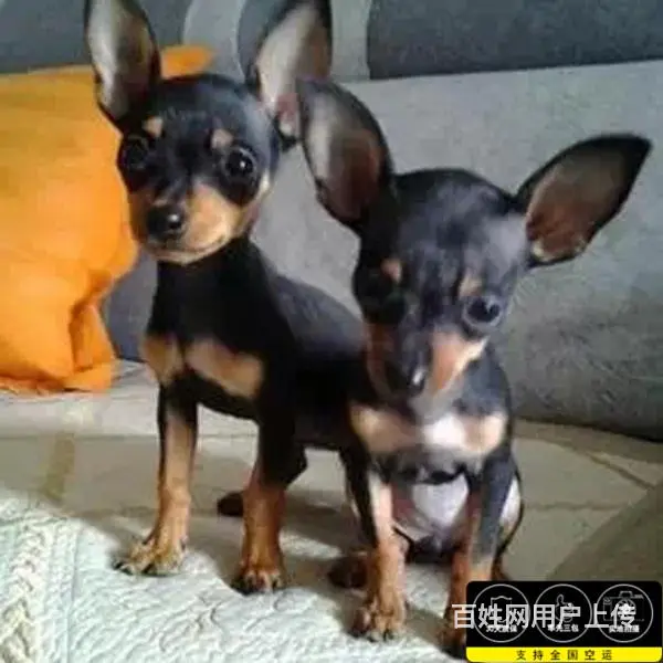 六安纯种小鹿犬视频 养小鹿犬心得体会 - 图片 9