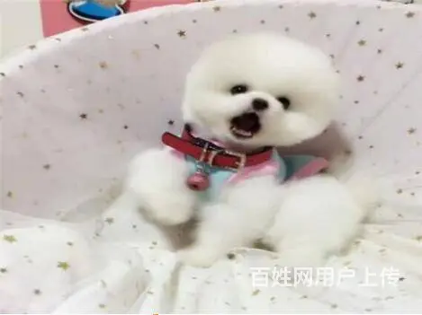 宜春出售家养博美 保纯种健康 茶杯犬博美 疫苗齐全 - 图片 2