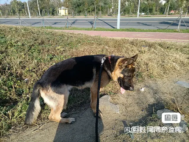 德牧 - 图片