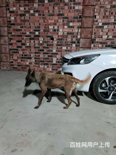 两岁母马犬出售 - 图片 6