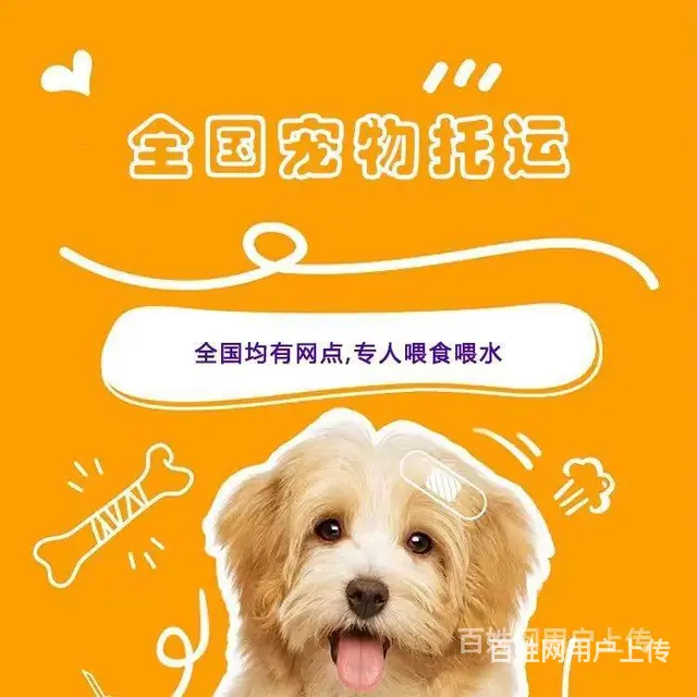 推荐） 莱阳宠物托运到全国）（猫狗）邮寄快递（宠物活体运输） - 图片 3