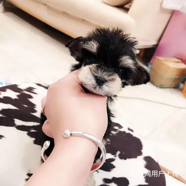 淮南如何挑选纯种雪纳瑞，雪纳瑞靠谱商家 - 图片 7