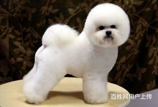比熊 正规犬舍 纯种比熊犬多少钱 比熊犬价格 - 图片 5