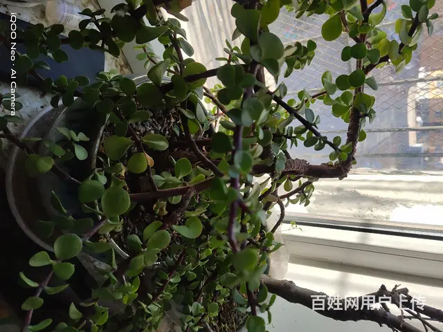 家里花太多了，有喜欢的可以电联电话联系 - 图片 4