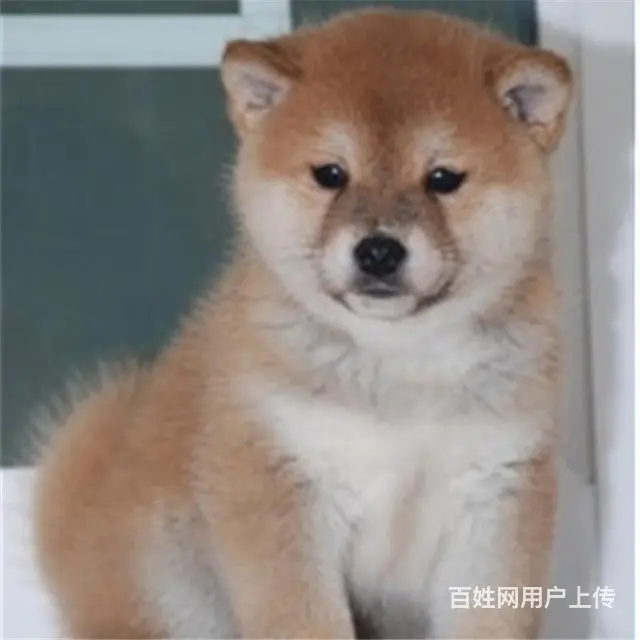 长春哪儿有纯种秋田犬出售，纯种秋田犬价位表 - 图片 6