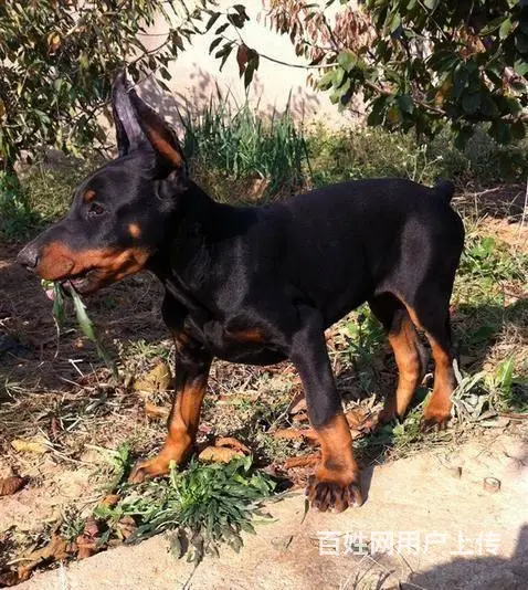 纯种杜宾 德系杜宾犬 血统纯正签订终身协议 - 图片 6
