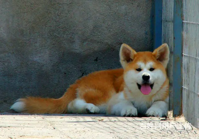 北京精品纯种秋田犬 签协议包纯种保健康欢迎上门挑选 - 图片 2