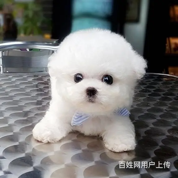 北京出售精品比熊幼犬疫苗齐全可签协议多窝可选 - 图片 6