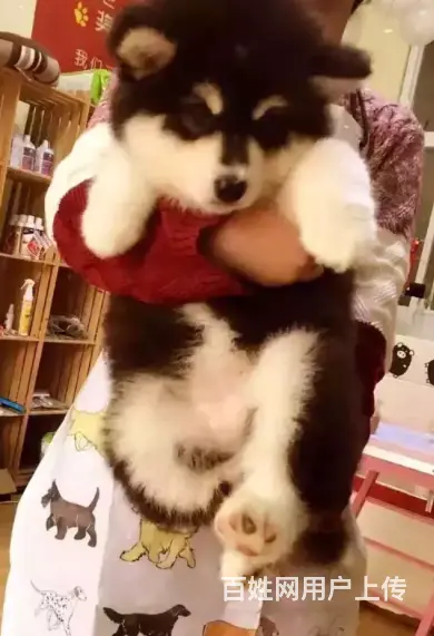 邢台本地出售家养阿拉斯加犬 纯种阿拉斯加 疫苗齐全 - 图片 4