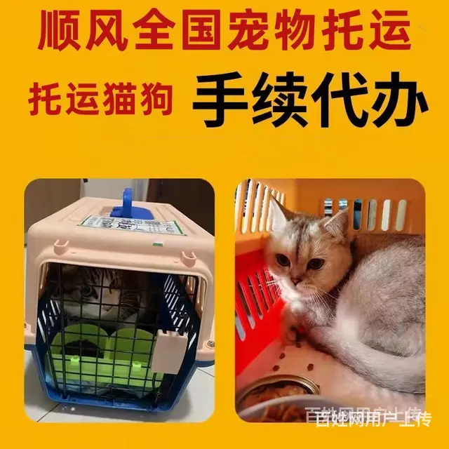 湖州安吉宠物托运（猫狗）活体邮寄快递（2022宠物运输 ）今 - 图片 2