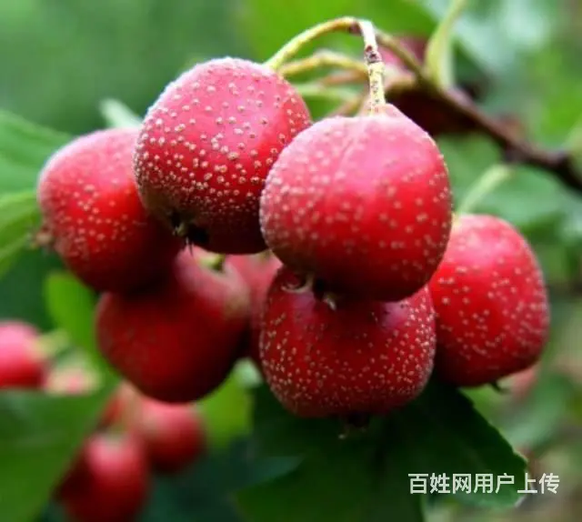 出售大量纯绿色山楂 - 图片 3