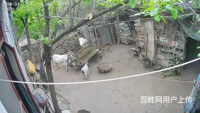 出售山羊 - 图片