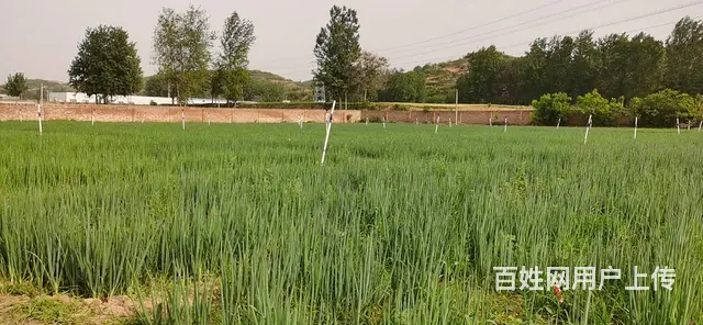 洛阳市洛龙区16亩空地出租 - 图片 4