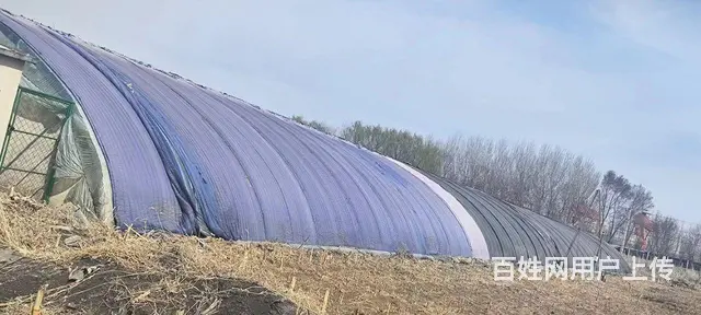 和平下河湾农家院温室大棚出租，带平房可住人做饭 - 图片 2