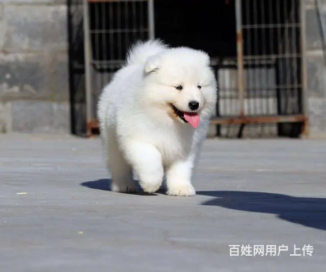 澳版精品萨摩耶犬 血统纯正 健康 质保 终身服务 - 图片 6
