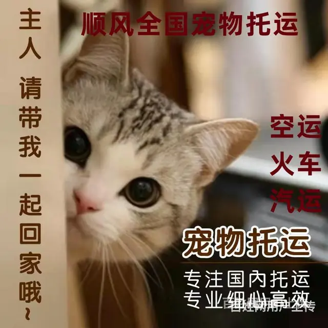 2022推荐）常州市到全国）宠物托运（猫狗）邮寄快递（宠物活 - 图片 3