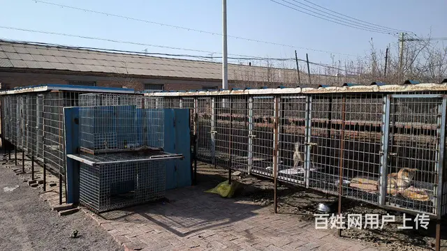 狗笼 - 图片
