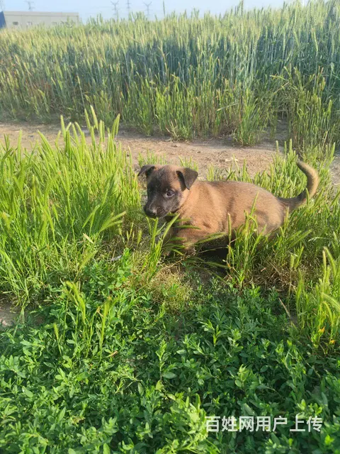出售自家养的小马犬 - 图片 5