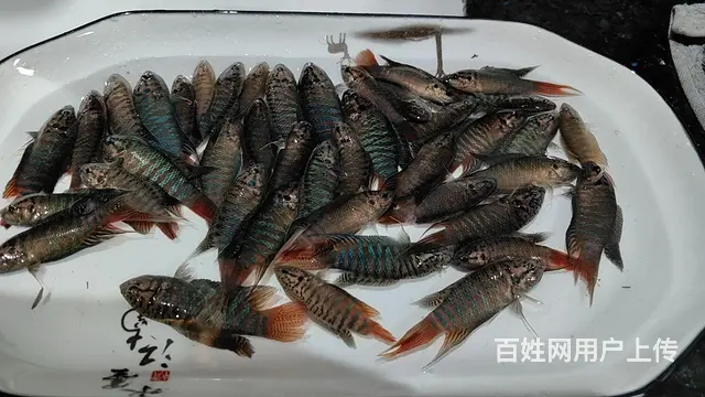 野生斗鱼 - 图片 2