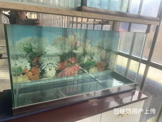 鱼缸 - 图片 1