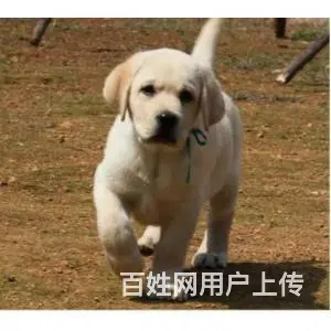 出售纯种拉拉幼犬 签订售后质保协议 京大犬业 - 图片 4