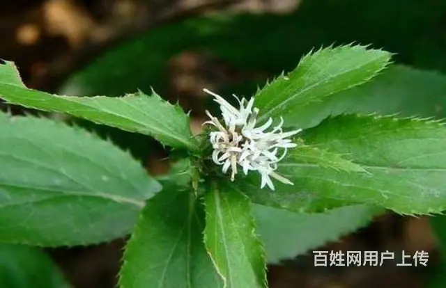 湖北百草堂苍术种植绿色健康，为农业产业注入新活力 - 图片 2