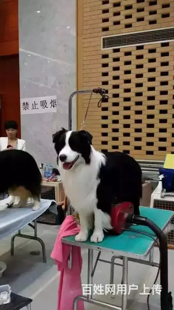 辽阳优质边牧如何挑选，优质边牧多少钱一个 - 图片 12