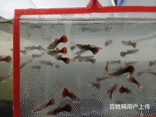 出巴西褶扇孔雀鱼 - 图片 7