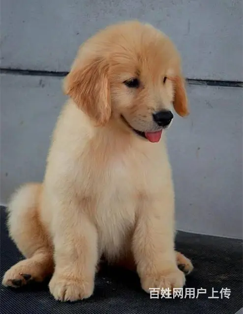 金毛犬 金毛犬舍 保纯保健康-专业繁育金毛犬 - 图片 3