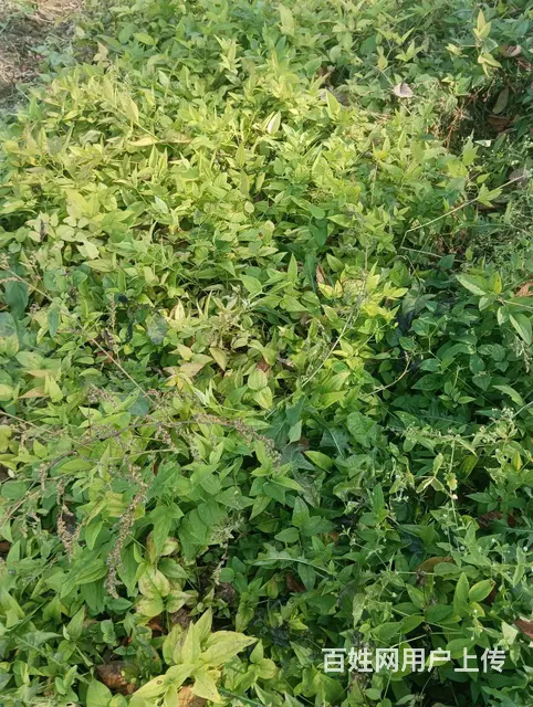 刺嫩芽苗，升麻苗，藁本苗，威灵仙苗苍术苗 - 图片 3