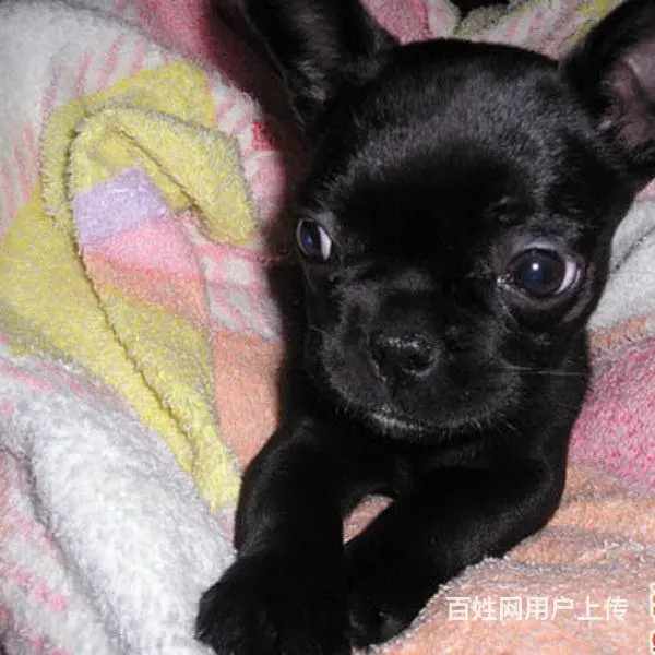 渭南【*推荐】法斗犬舍‖法斗养殖场 - 图片 4