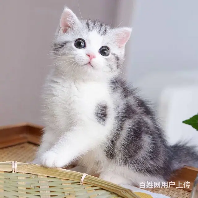 常州猫舍美短猫多少钱一只哪里有本地买CFA认证猫舍 - 图片 1