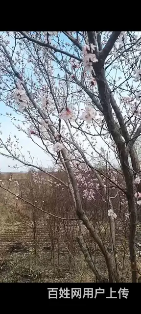 园林绿化树 - 图片 4