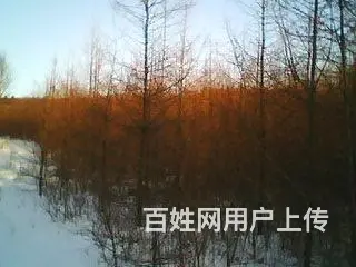 转让造林地 - 图片 2