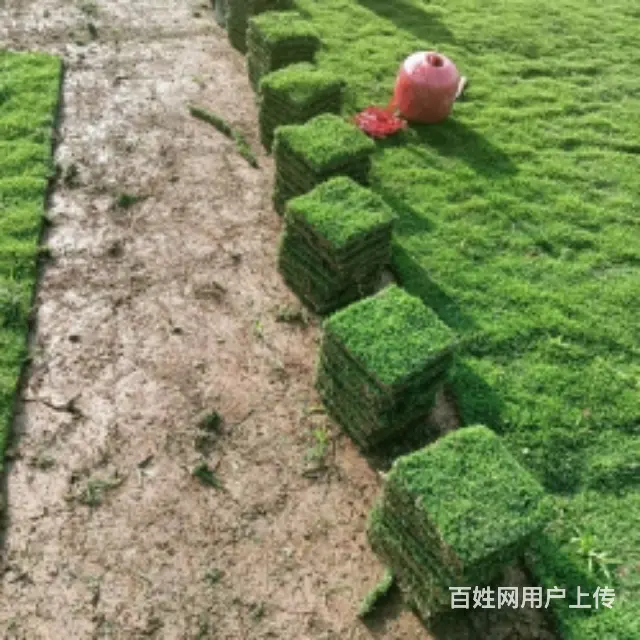 大叶油草。马尼拉草。台湾草 - 图片 10