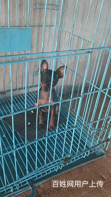 出售小鹿狗 - 图片