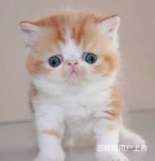 自家繁殖精品黄白净樊加菲猫幼猫 可上门挑选 - 图片 3