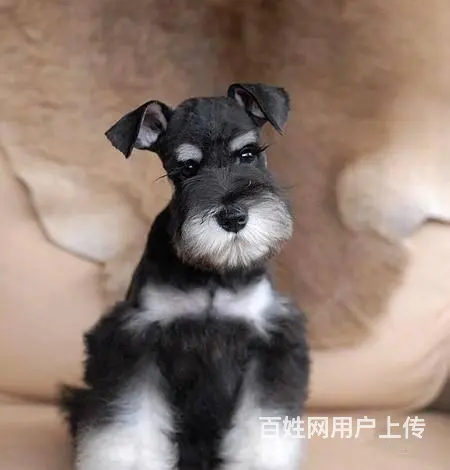 广州买狗首选推荐 正规犬舍纯种迷你雪纳瑞犬多只待售 - 图片 5