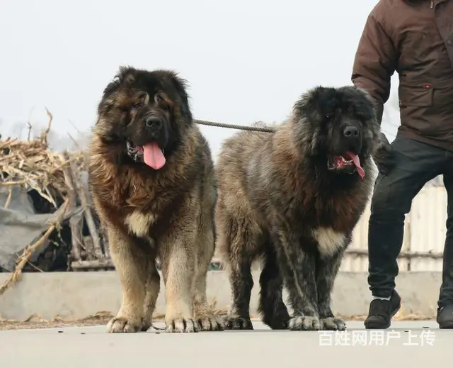 长春【十年老店】常年繁殖优质血统高加索幼犬 - 图片 7