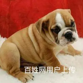 海盗眼 熊猫眼 黑白色 全白法国斗牛犬出售 - 图片 9
